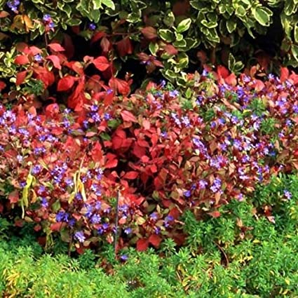 Fleurs cultivées : Plumbago