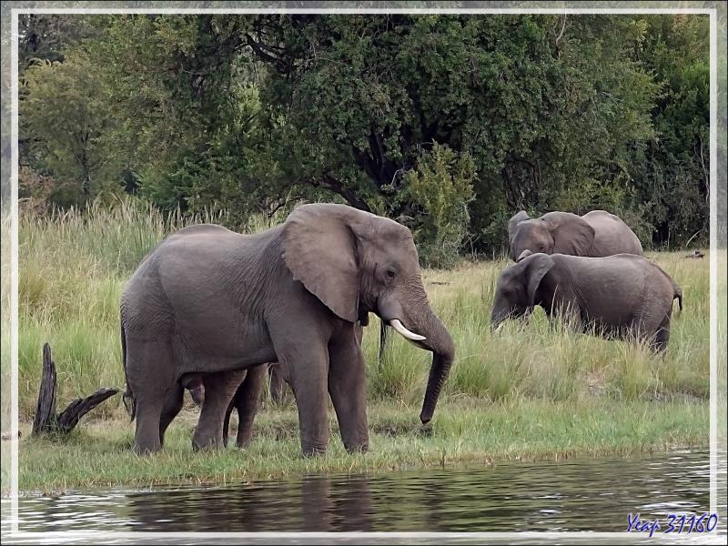 Nous nous sommes approchés des éléphants qui se sont, après des hésitations, mis à boire tranquillement - Fleuve Zambèze - Zimbabwe