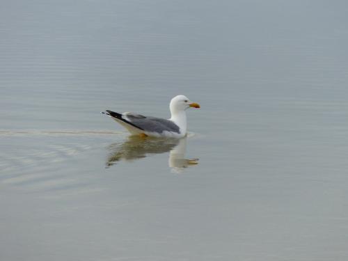 Oiseaux de Camargue