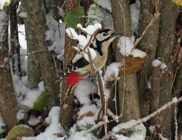 Durant le jour de neige de novembre à Châtillon, les oiseaux ont eu faim !