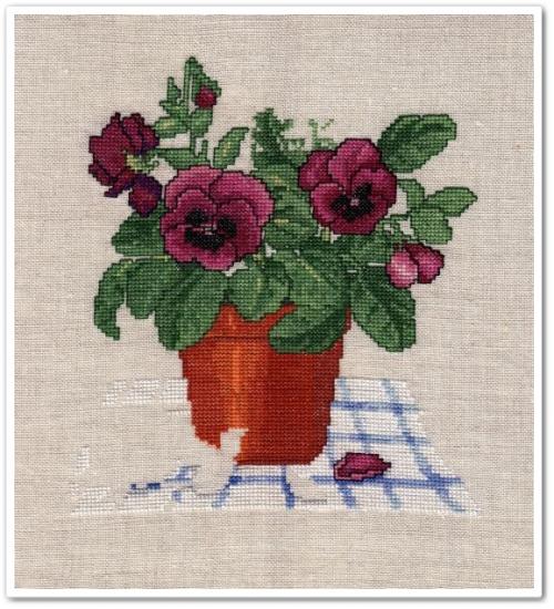 Pansy Pot 6