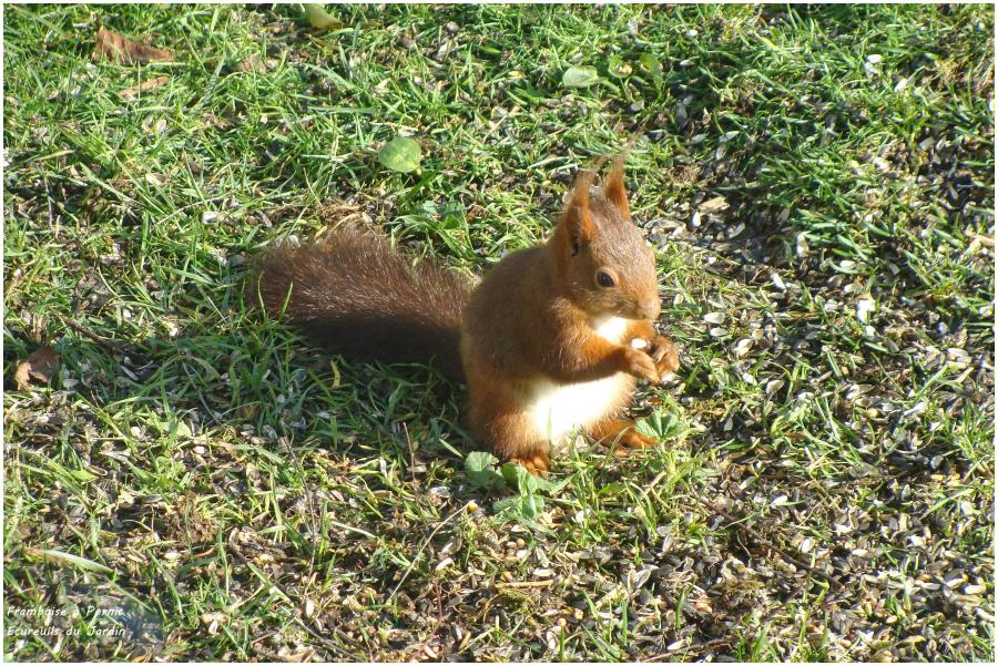 En compagnie des écureuils du jardin