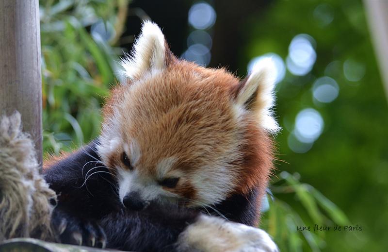Spécial les 220 ans de la Ménagerie du Jardin des Plantes : Le Panda Roux