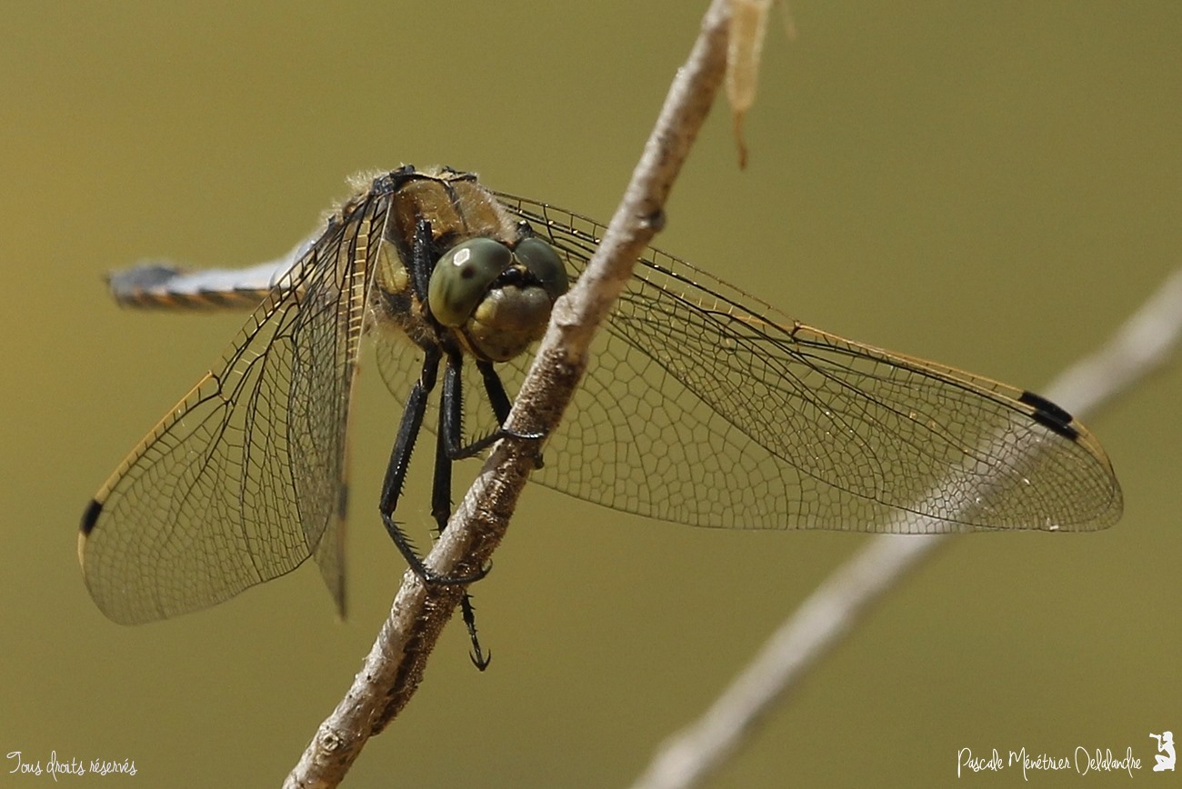 Orthétrum réticulé ♂ (Orthetrum cancellatum)