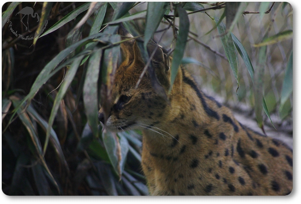 Caracal...