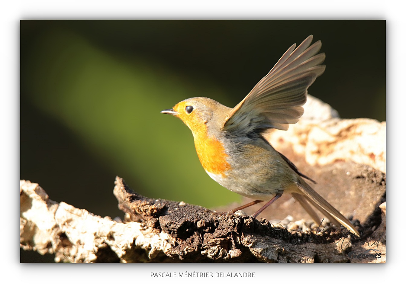 Robin en visite