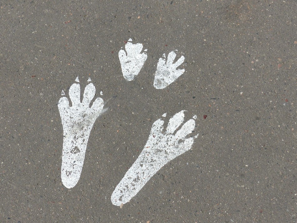 Je l'ai trouvé ... le lapin blanc ! 