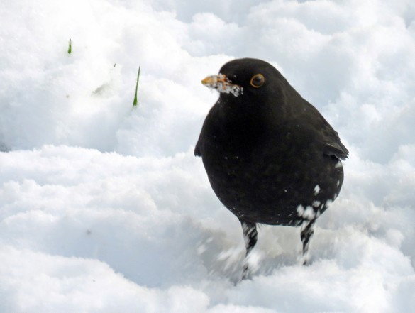 Durant le jour de neige de novembre à Châtillon, les oiseaux ont eu faim !