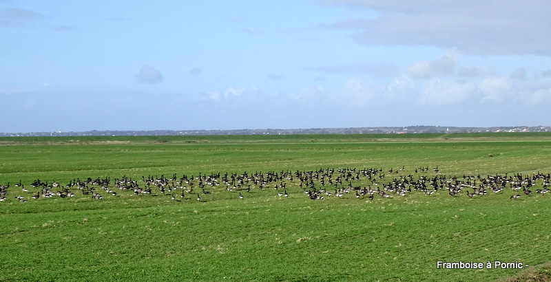 Bernaches cravants sur la côte de Jade 