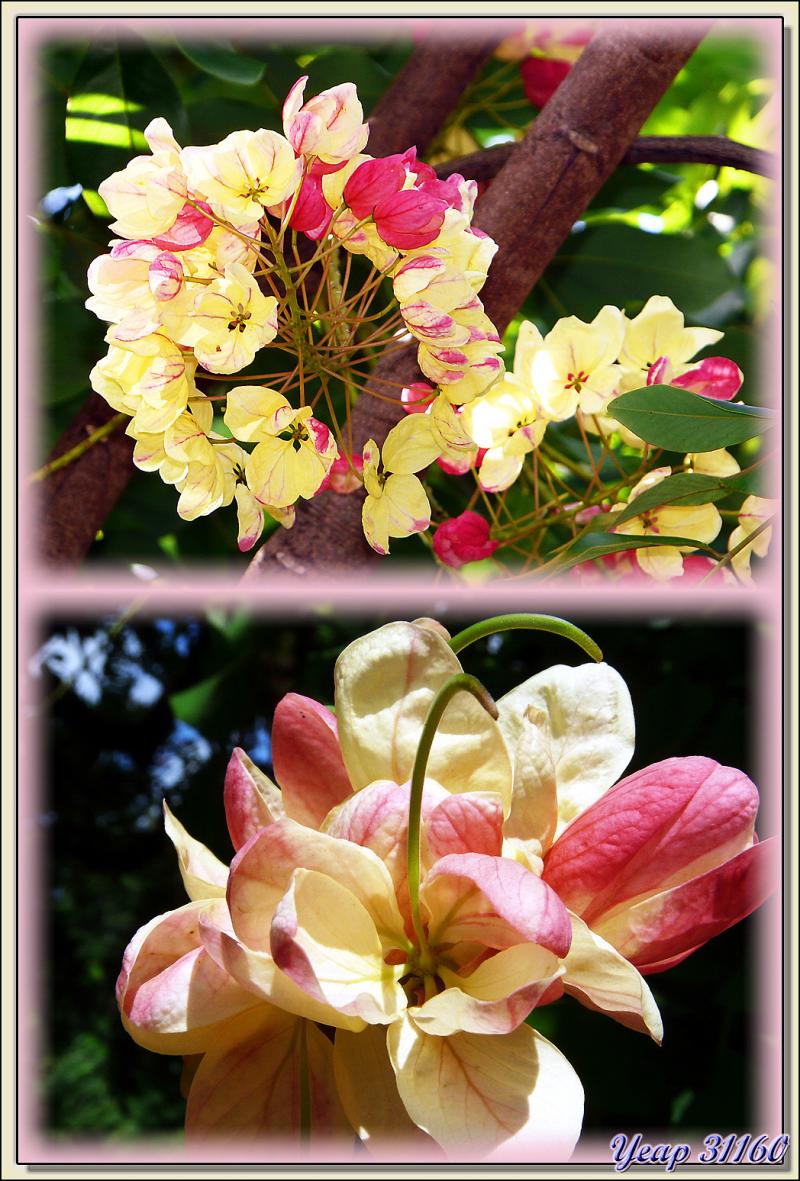 Fleurs - Raiatea - Polynésie française