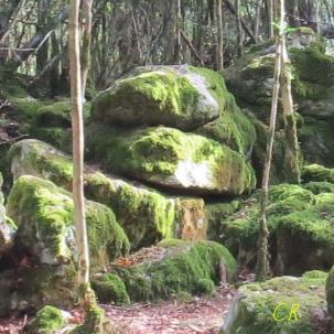 Eau, arbres et rochers énigmatiques