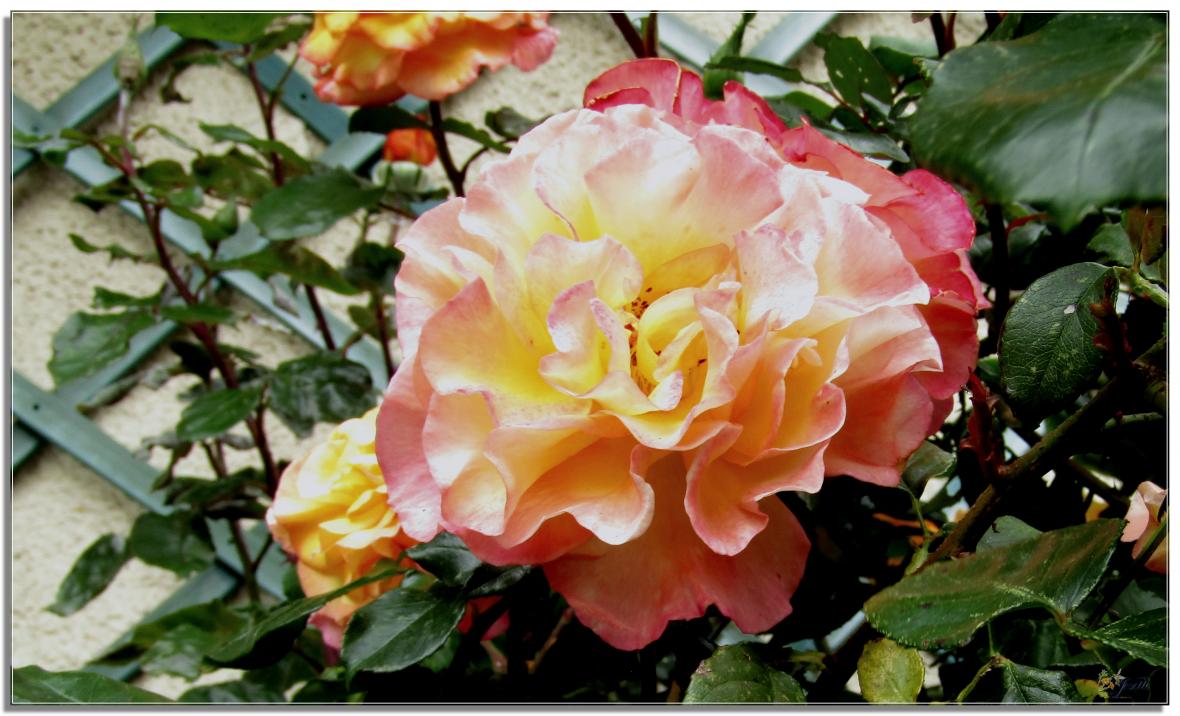REVENONS AU JARDIN 