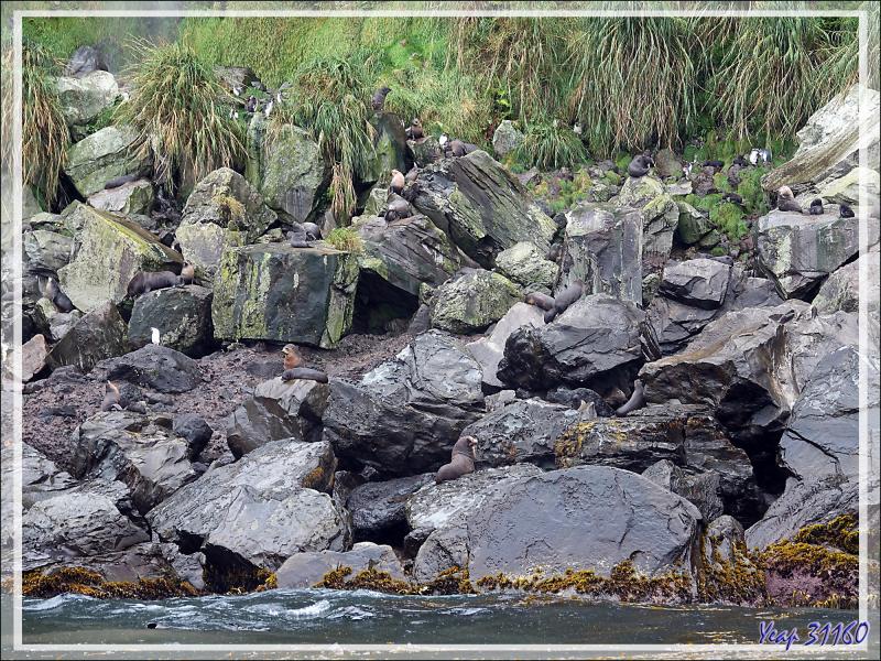 Les rochers : un très bon camouflage pour les otaries - Raised Beach - Gough Island - Tristan da Cunha