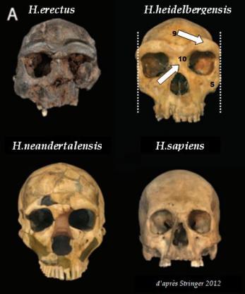1 - L'arrivée des humains en Europe