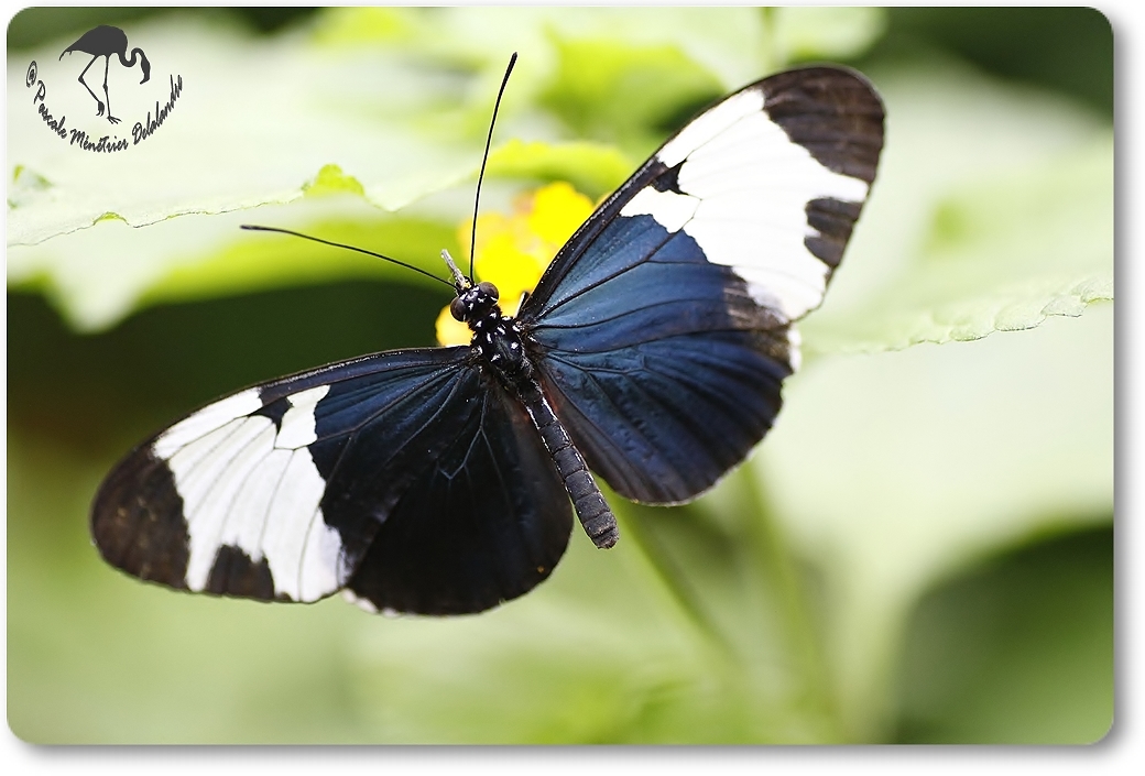 Heliconus cydno - Heliconiidae - Costa Rica