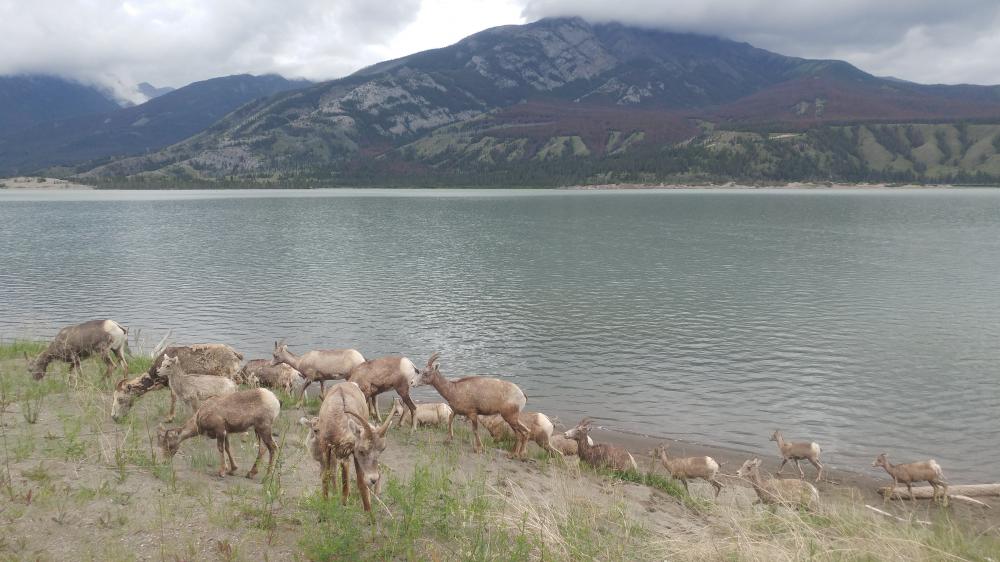 2019 summer vacation: Day twelve - From Edmonton to Jasper