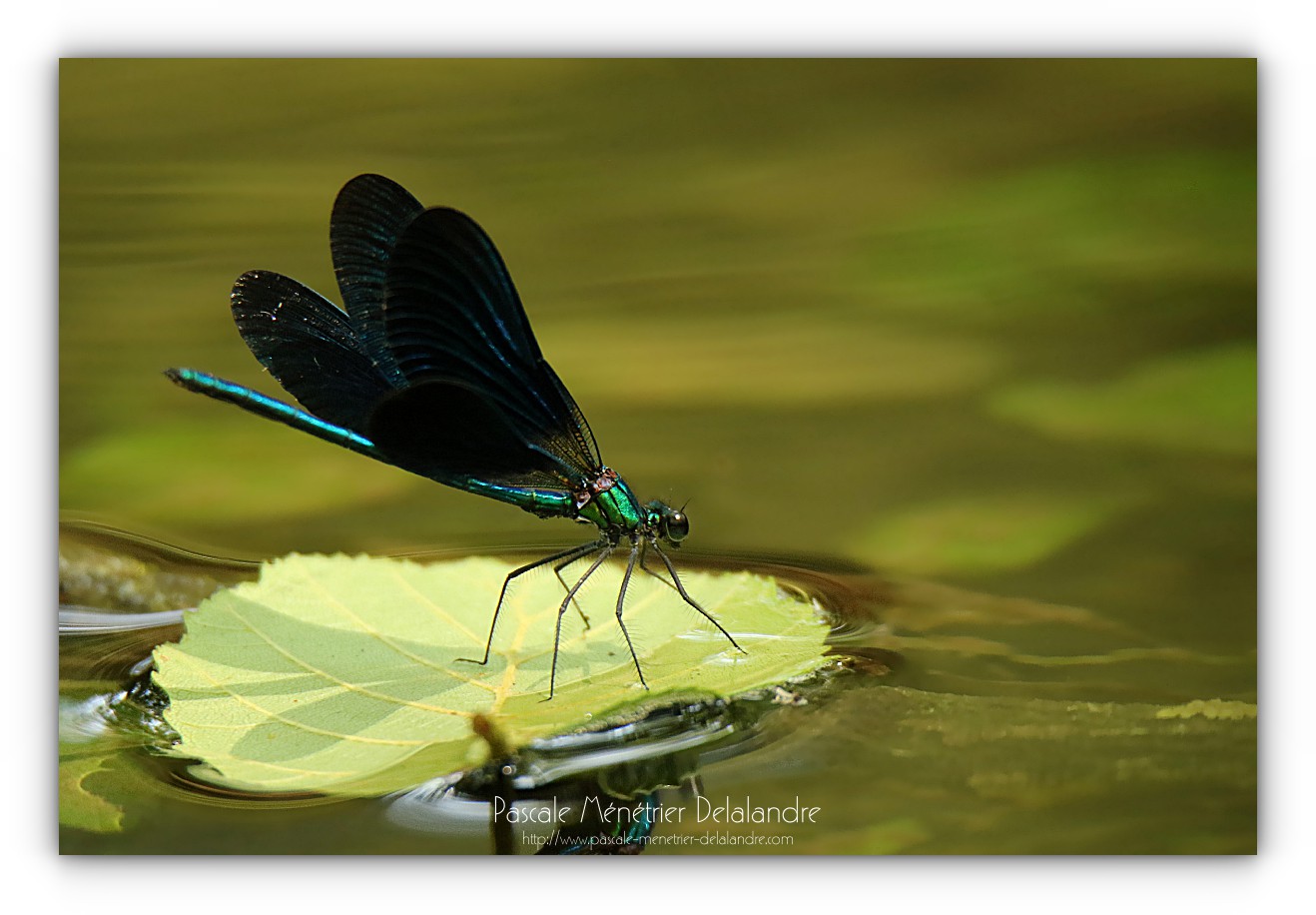 Caloptéryx vierge - Calopteryx virgo ♂