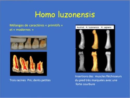 Caractères primitifs chez Homo luzonensis.jpg