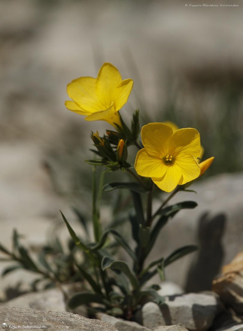 Lin jaune - Linum flavum