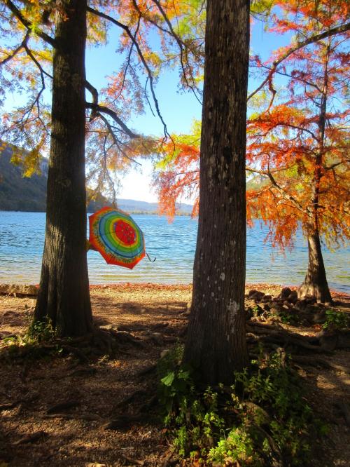 Arbres d'exception et parapluies rares