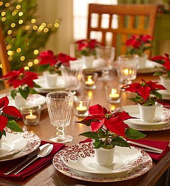 Fleurs cultivées : Poinsettia