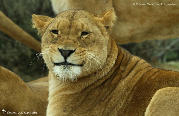 Lionnes