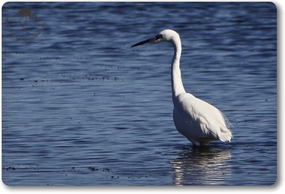 Aigrette Garzette (Etang de L'Or - Carnon)