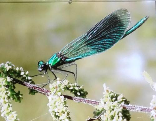 "Les insectes", une conférence passionnante de Jean Ponsignon, à Aignay le Duc