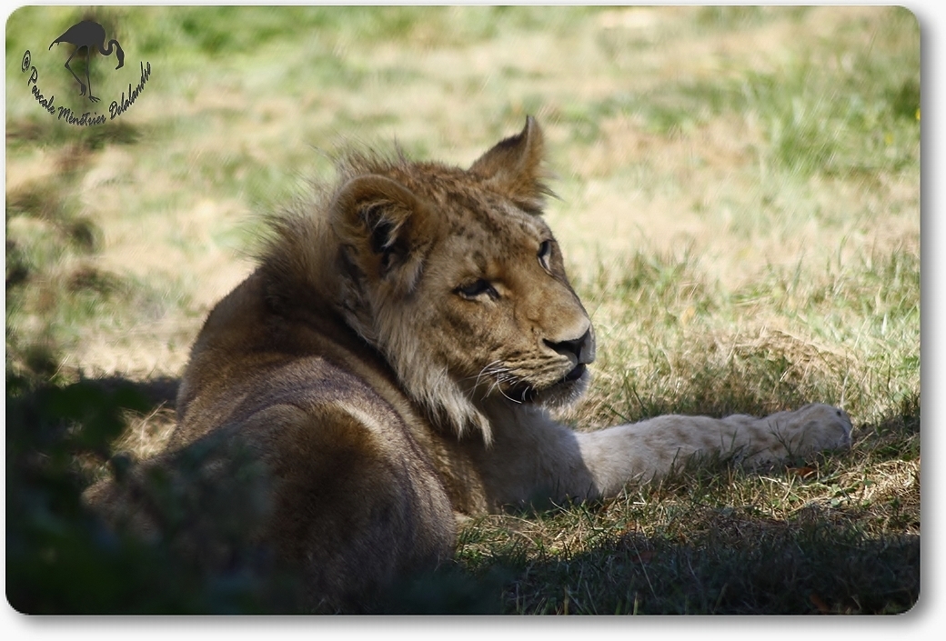 Jeune lion... (Parc aux félins - Nesles - 77)
