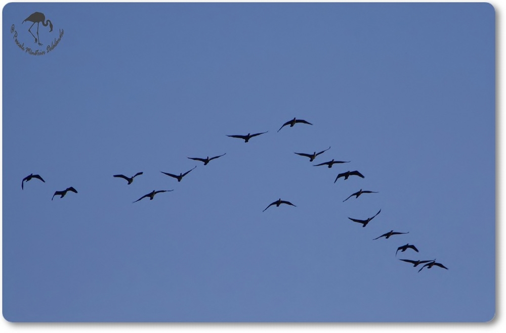 Passage de grands Cormorans...