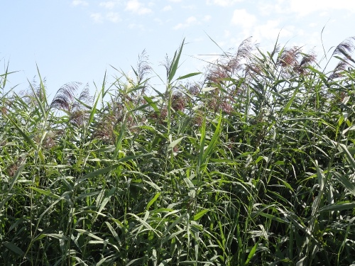 La rhizosphère de Gommeville