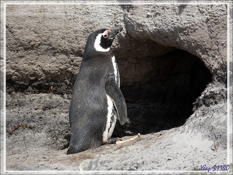 Manchot de Magellan, Magellanic Penguin (Spheniscus magellanicus) - The Neck (Le Détroit) - Saunders Island - Falkland (Malvinas, Malouines) - Grande-Bretagne
