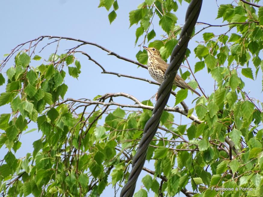 La grive musicienne du jardin - Avril 2019