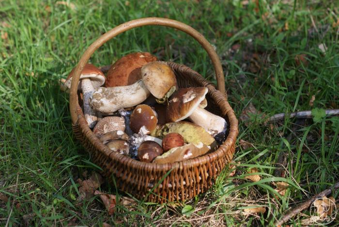 Cueillette de champignons...