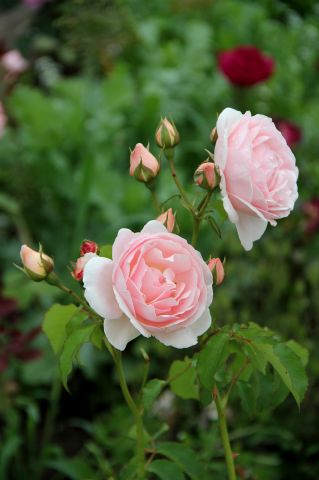 Les Roses de Warren : Isabelle et le Magicien d'Oz
