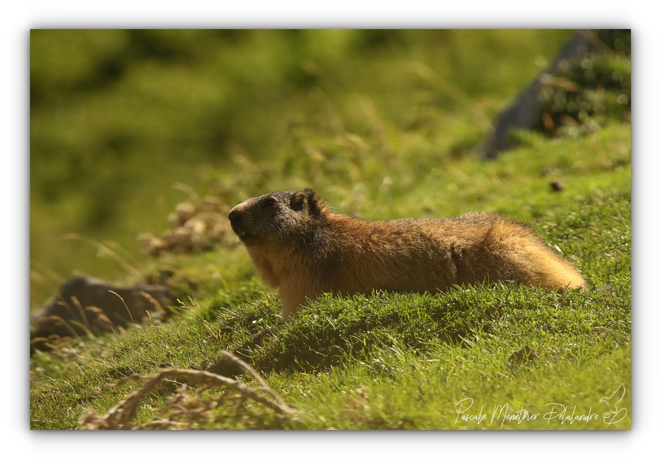 Le "Tamonster" - Tamron Objectif SP 150-600 mm F/5-6,3 Di VC USD (et G2)