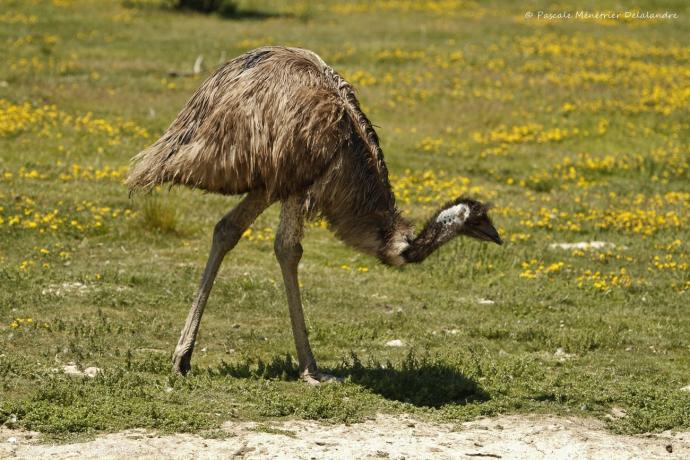 Émeu d'Australie