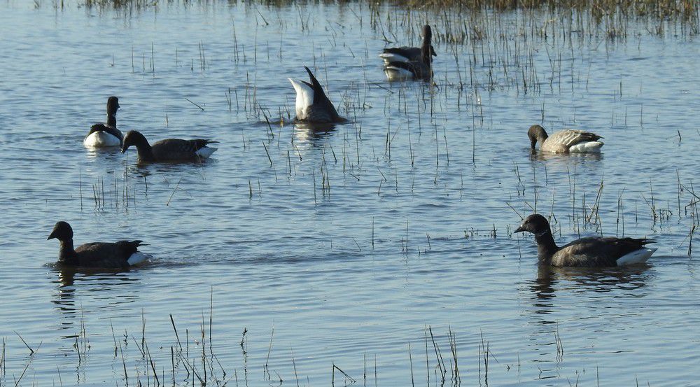 Ores bernaches - décembre 2020...