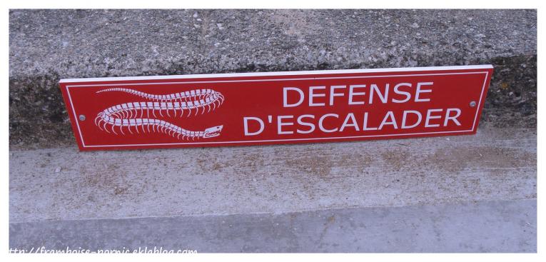 Le serpent échoué à St Brévin les Pins