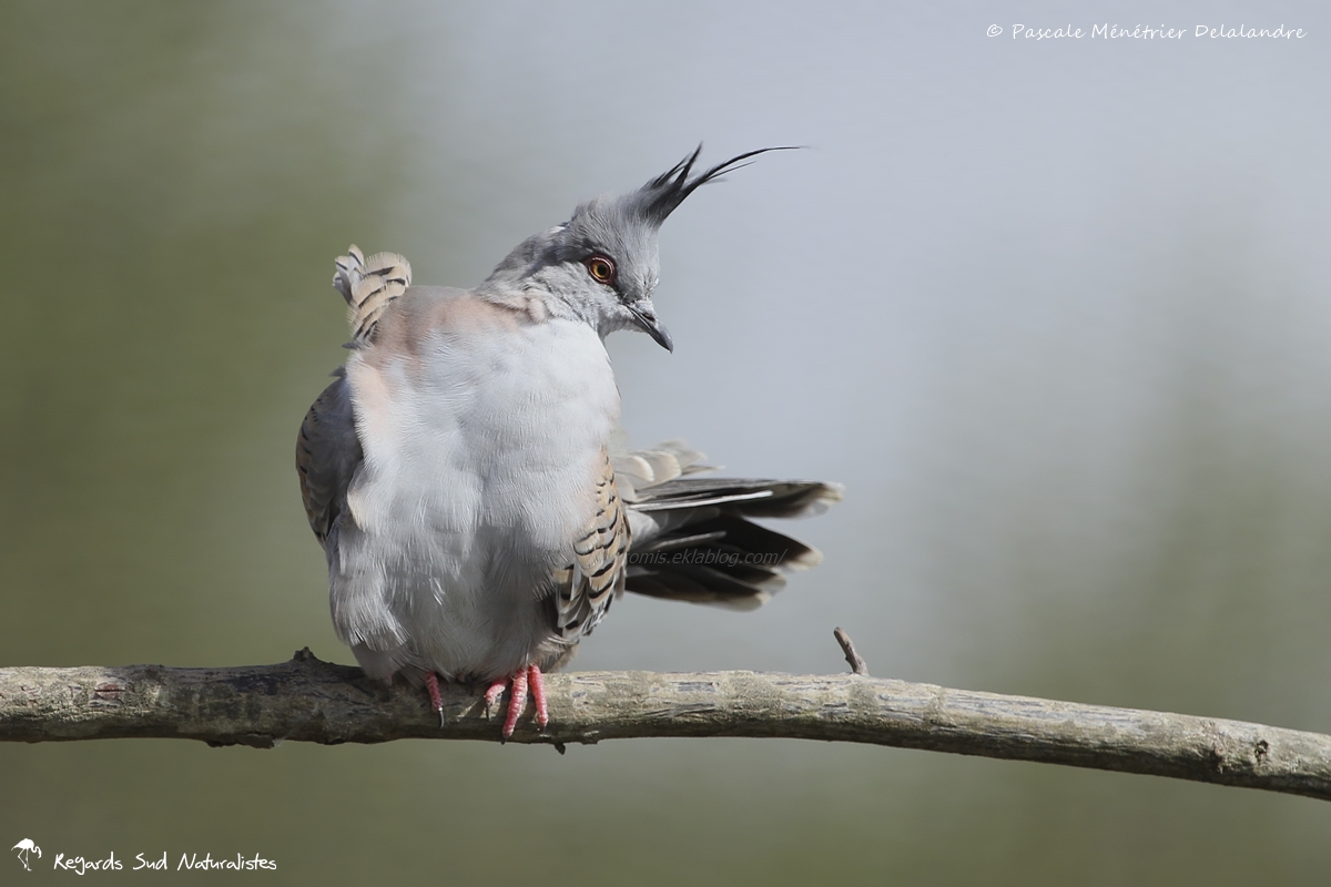 Colombine longup ou Colombe lophote