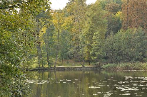 Bois de Saint Cucufa  (Hauts de Seine)