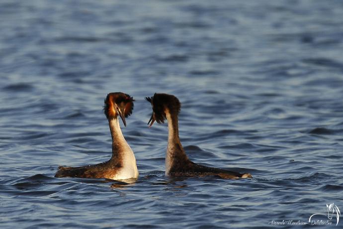 Grèbe huppé