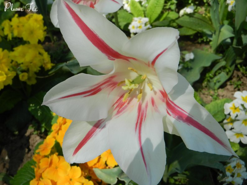 Image010.jpg