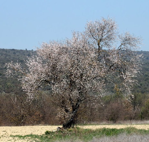 Arbre fruitier : Amandier