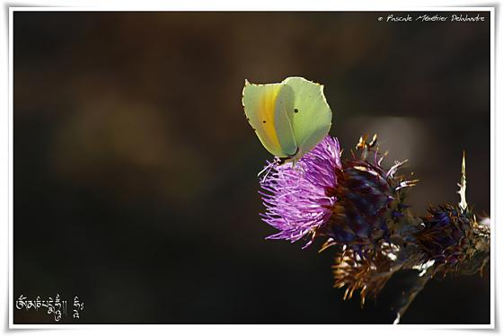 Le Citron de Provence (Gonepteryx cleopatra) - Pieridae