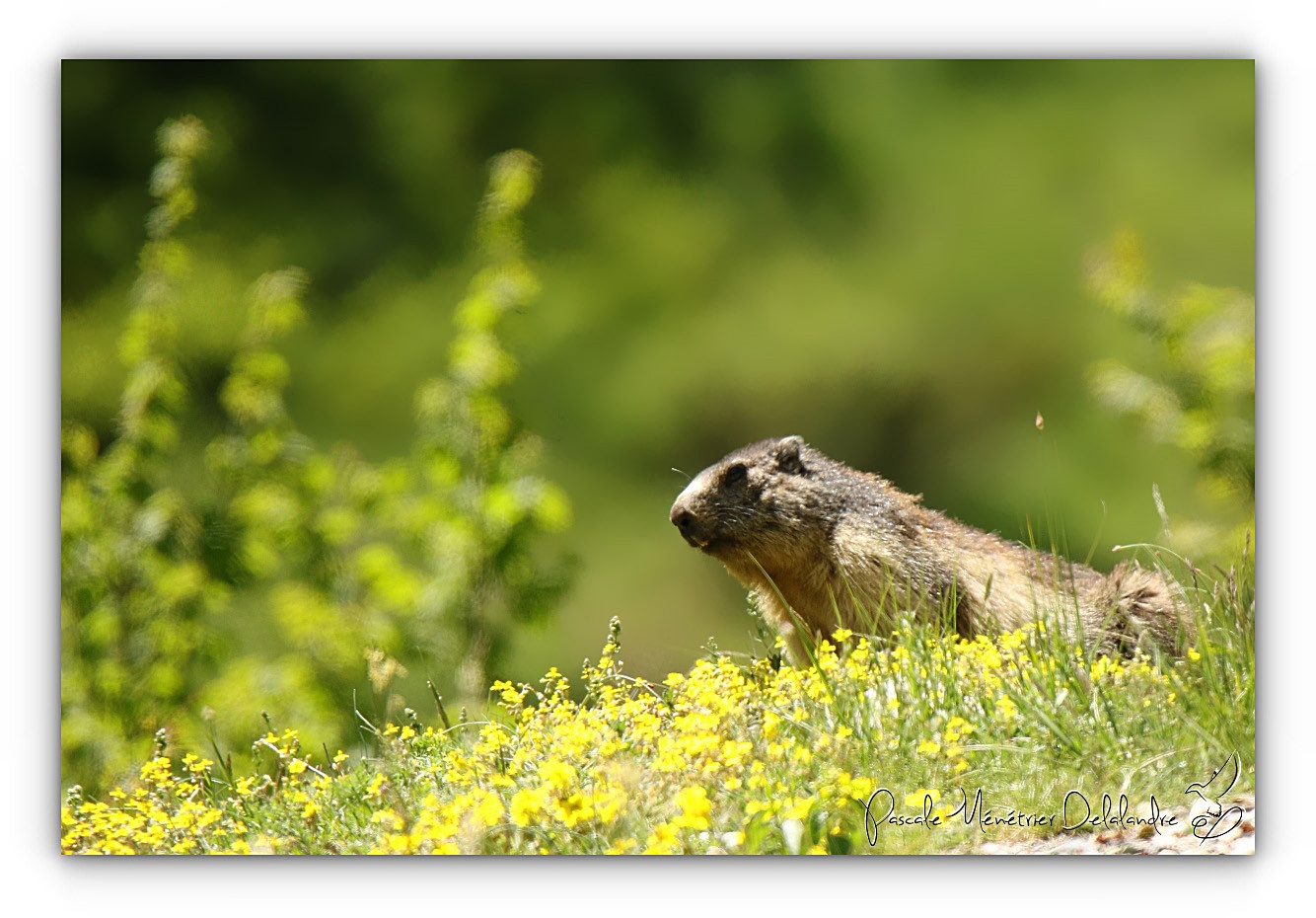 Marmottes communes dans les Hautes-Pyrénées