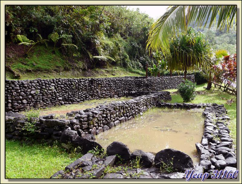 Pas une piscine mais résultat du déluge - Marae Farehape - Vallée de Papenoo - Tahiti - Polynésie française