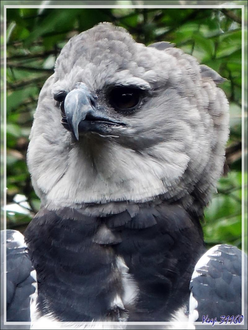 Aigle Harpie féroce, Harpy Eagle (Harpia harpyja) - Parque das Aves - Foz do Iguaçu - Brésil