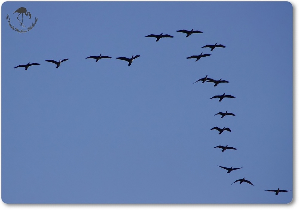 Passage de grands Cormorans...