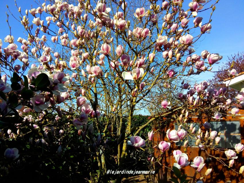 Le magnolia soulangeana ou le tulipier